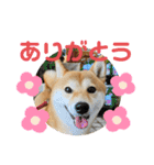 柴犬チビの日常スタンプ（個別スタンプ：4）
