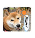 柴犬チビの日常スタンプ（個別スタンプ：5）