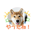 柴犬チビの日常スタンプ（個別スタンプ：6）