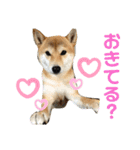 柴犬チビの日常スタンプ（個別スタンプ：7）