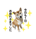 柴犬チビの日常スタンプ（個別スタンプ：8）