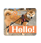 柴犬チビの日常スタンプ（個別スタンプ：9）
