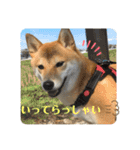 柴犬チビの日常スタンプ（個別スタンプ：10）