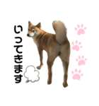 柴犬チビの日常スタンプ（個別スタンプ：11）
