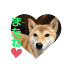 柴犬チビの日常スタンプ（個別スタンプ：12）