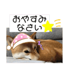 柴犬チビの日常スタンプ（個別スタンプ：13）