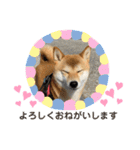 柴犬チビの日常スタンプ（個別スタンプ：14）