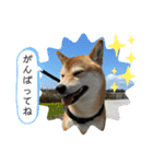 柴犬チビの日常スタンプ（個別スタンプ：15）