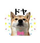 柴犬チビの日常スタンプ（個別スタンプ：16）