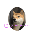 柴犬チビの日常スタンプ（個別スタンプ：17）