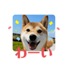 柴犬チビの日常スタンプ（個別スタンプ：18）