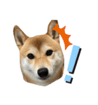 柴犬チビの日常スタンプ（個別スタンプ：19）