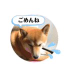 柴犬チビの日常スタンプ（個別スタンプ：21）