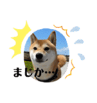 柴犬チビの日常スタンプ（個別スタンプ：22）