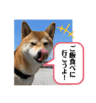 柴犬チビの日常スタンプ（個別スタンプ：23）