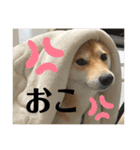 柴犬チビの日常スタンプ（個別スタンプ：24）