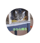 ネコ(まいちゃん)と一緒（個別スタンプ：6）