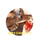 ネコ(まいちゃん)と一緒（個別スタンプ：8）