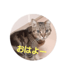 まいちゃんといつも一緒（個別スタンプ：1）