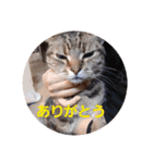 まいちゃんといつも一緒（個別スタンプ：10）