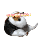 可愛いペット大集合♪  No1（個別スタンプ：1）