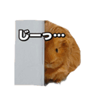可愛いペット大集合♪  No1（個別スタンプ：2）