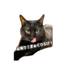 可愛いペット大集合♪  No1（個別スタンプ：4）