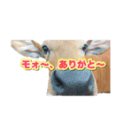 可愛いペット大集合♪  No1（個別スタンプ：5）