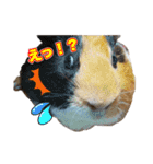 可愛いペット大集合♪  No1（個別スタンプ：7）