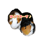 可愛いペット大集合♪  No1（個別スタンプ：8）