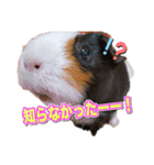 可愛いペット大集合♪  No1（個別スタンプ：16）