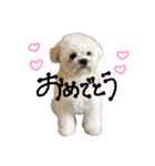 まるちゃんすたんぷ2‪‪‪‪☺︎‬（個別スタンプ：22）