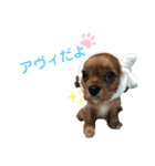 アヴィのスタンプ（個別スタンプ：1）
