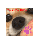 シシーだよ！（個別スタンプ：2）