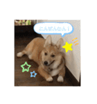 シシーだよ！（個別スタンプ：3）