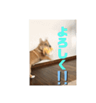 シシーだよ！（個別スタンプ：4）