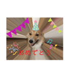 シシーだよ！（個別スタンプ：6）