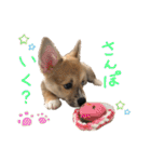シシーだよ！（個別スタンプ：8）