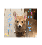 シシーだよ！（個別スタンプ：9）
