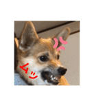 シシーだよ！（個別スタンプ：10）