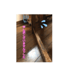 シシーだよ！（個別スタンプ：12）