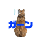 シシーだよ！（個別スタンプ：13）