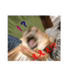 シシーだよ！（個別スタンプ：15）