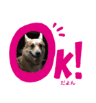 シシーだよ！（個別スタンプ：16）