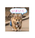 シシーだよ！（個別スタンプ：19）