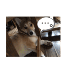 シシーだよ！（個別スタンプ：20）