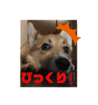シシーだよ！（個別スタンプ：26）