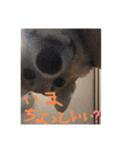 シシーだよ！（個別スタンプ：29）