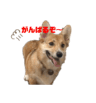 シシーだよ！（個別スタンプ：34）