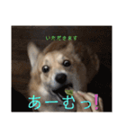 シシーだよ！（個別スタンプ：36）